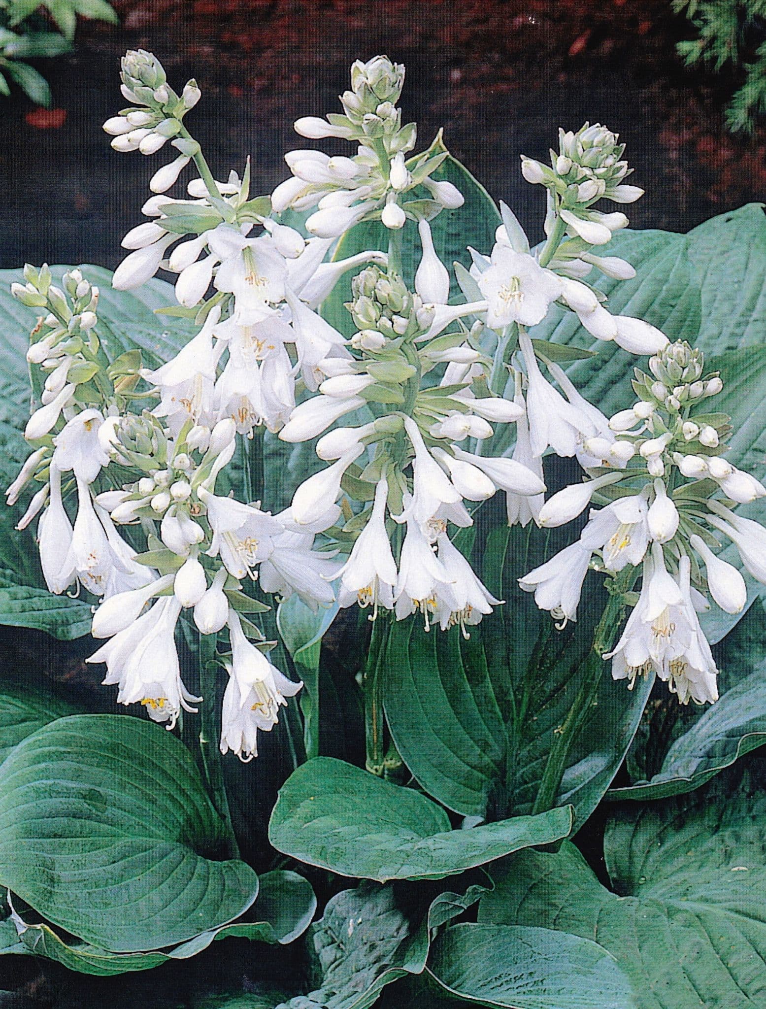 HOSTA SIEBOLDIANA ELEGANS PLANTAIN LILY hosta-sieboldiana-elegans-plantain-lily
