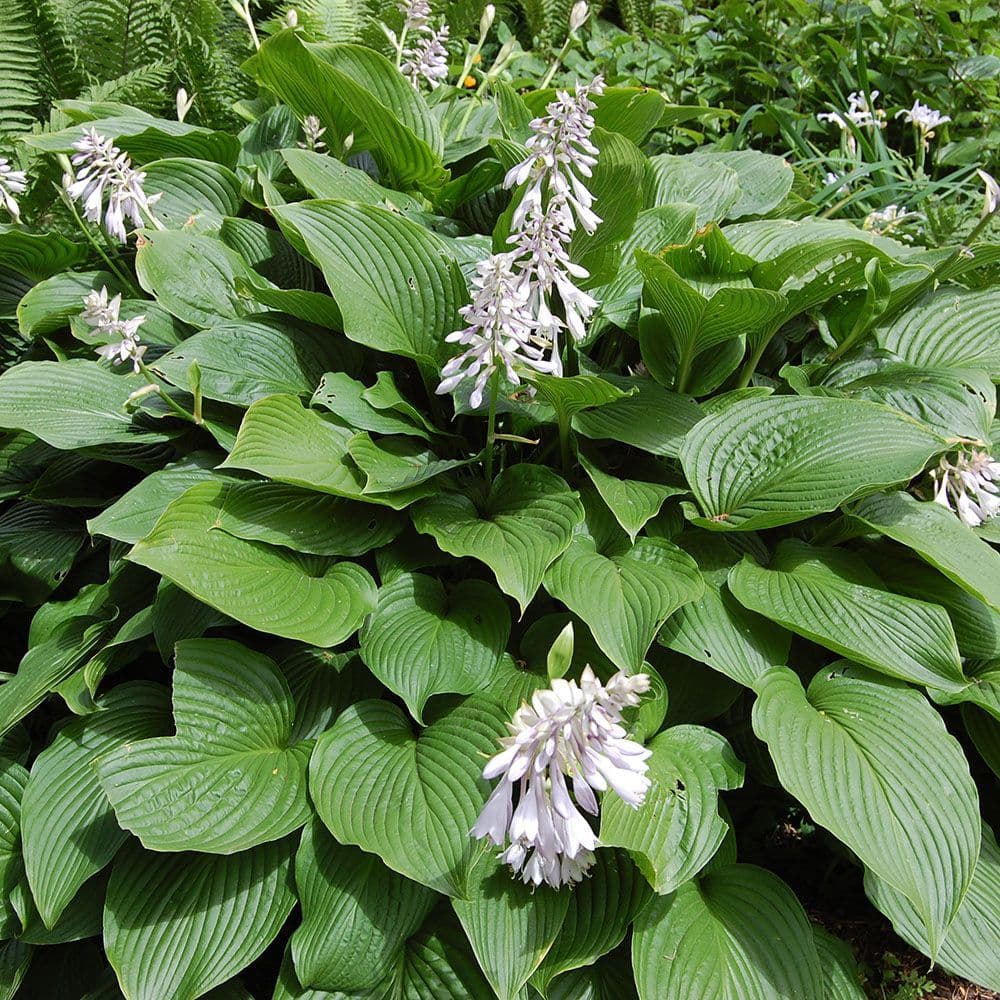 HOSTA SIEBOLDIANA PLANTAIN LILY