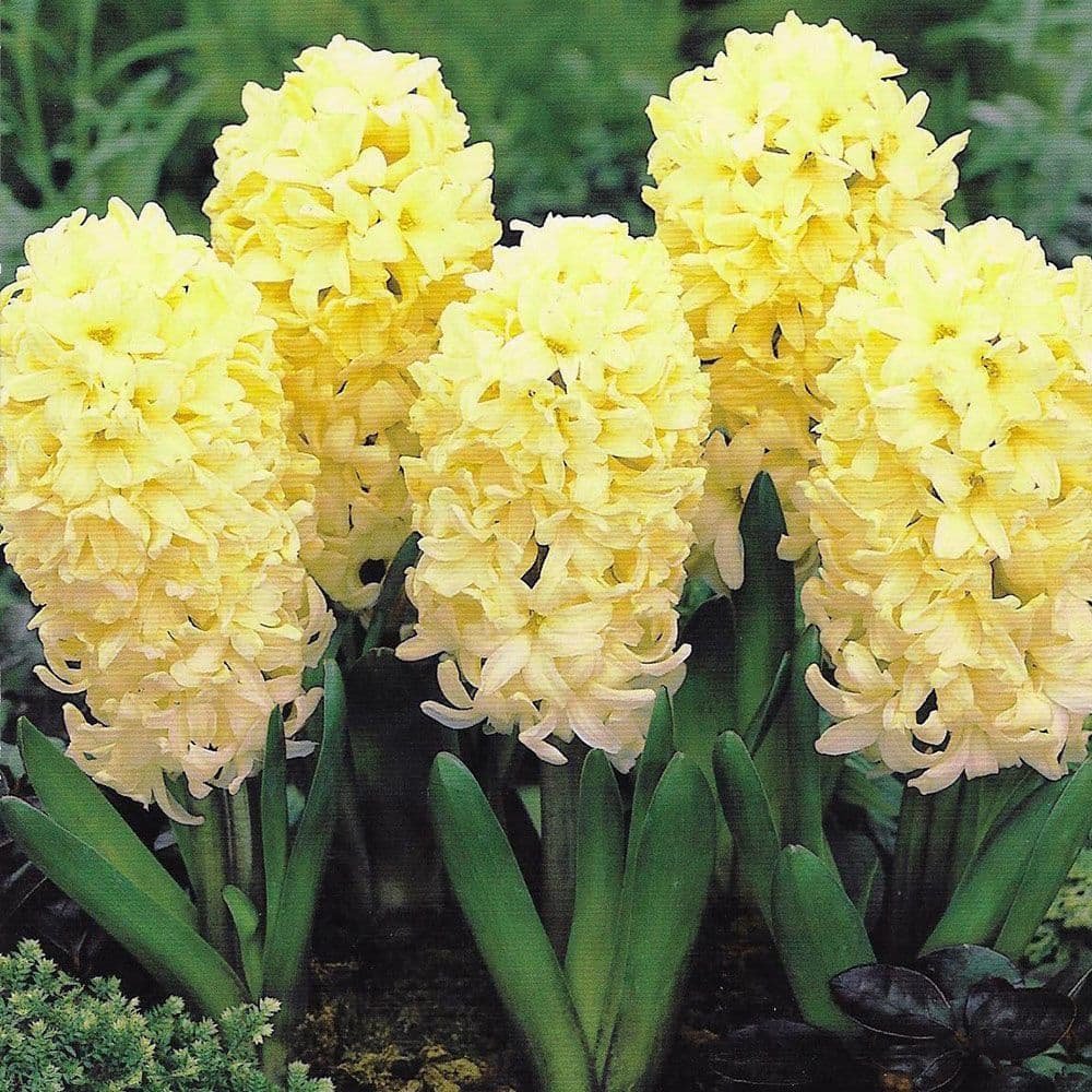 Hyacinth - CITY OF HAARLEM