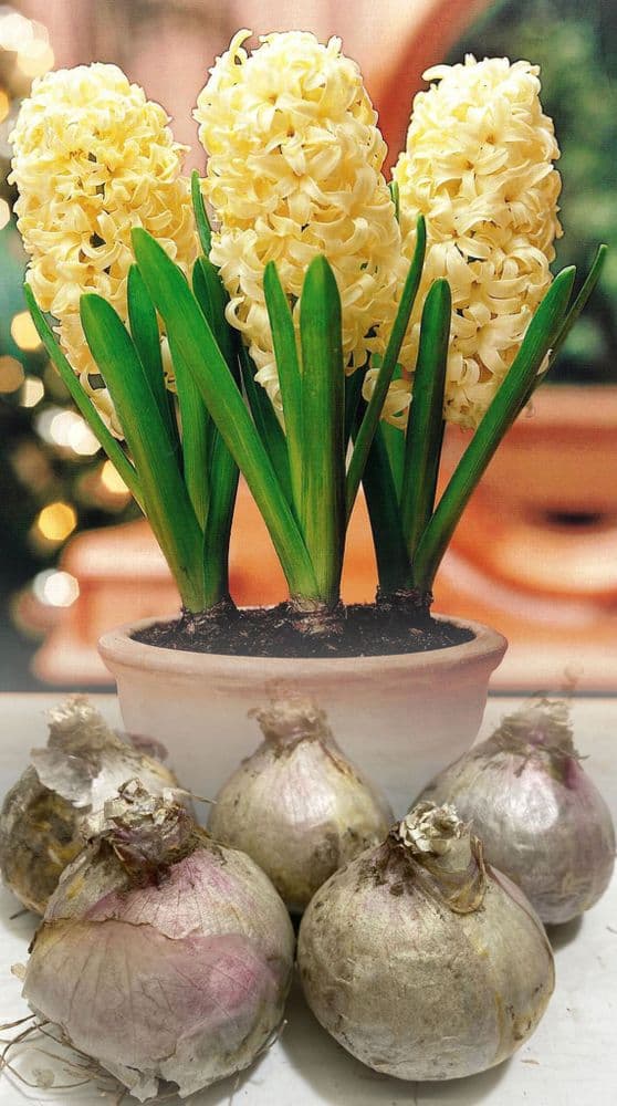 Hyacinth - CITY OF HAARLEM CHRISTMAS FLOWERING