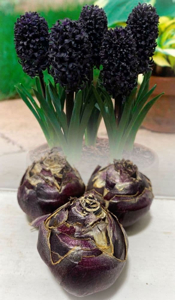 Hyacinth - DARK DIMENSION CHRISTMAS FLOWERING (1)