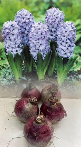 Hyacinth - Delft Blue