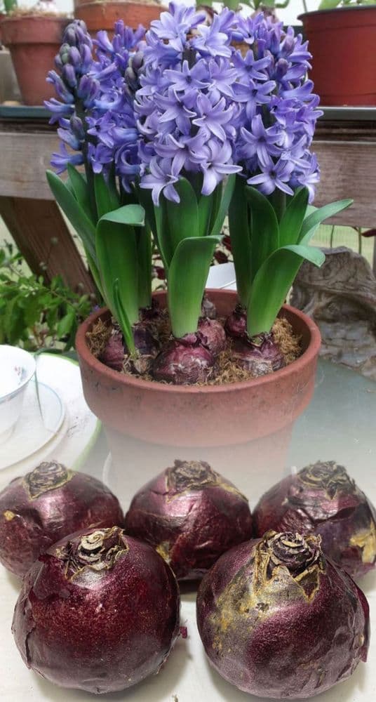 Hyacinth - Delft Blue CHRISTMAS FLOWERING