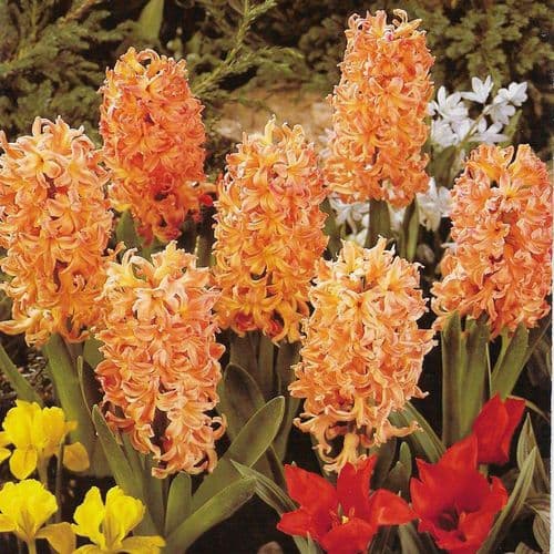 Hyacinth - GYPSY QUEEN
