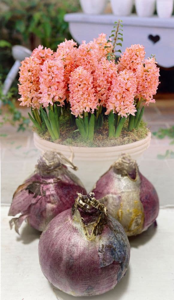 Hyacinth - GYPSY QUEEN CHRISTMAS FLOWERING