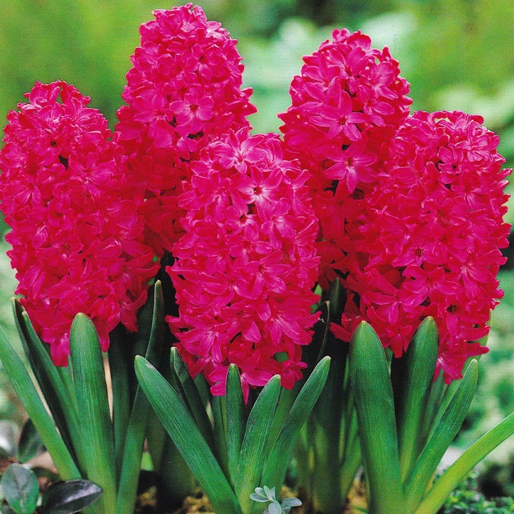 Hyacinth - JAN BOS