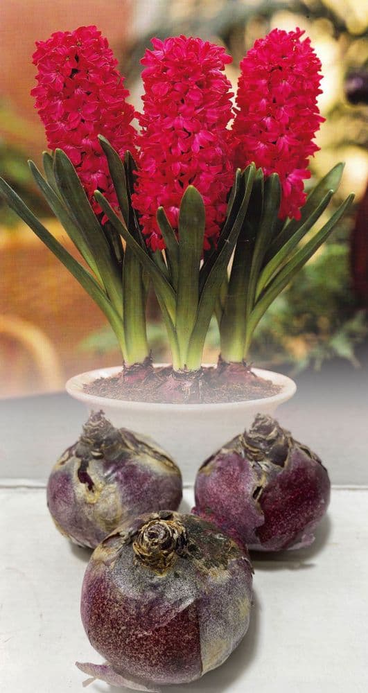 Hyacinth - JAN BOS CHRISTMAS FLOWERING