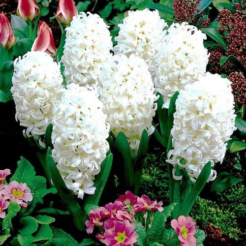 Hyacinth - L’INNOCENCE