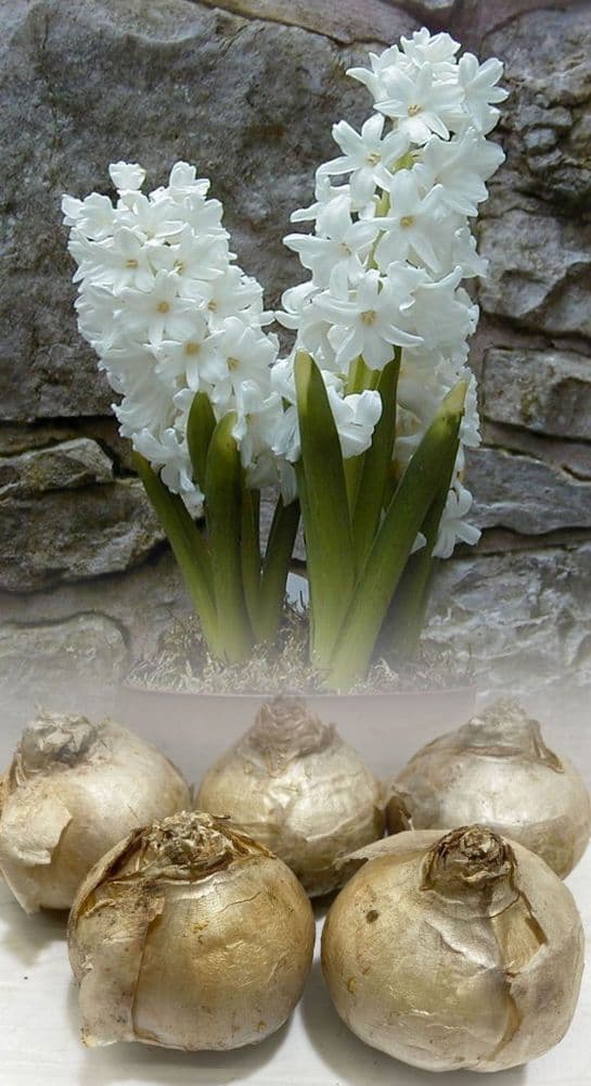 Hyacinth - L’INNOCENCE CHRISTMAS FLOWERING