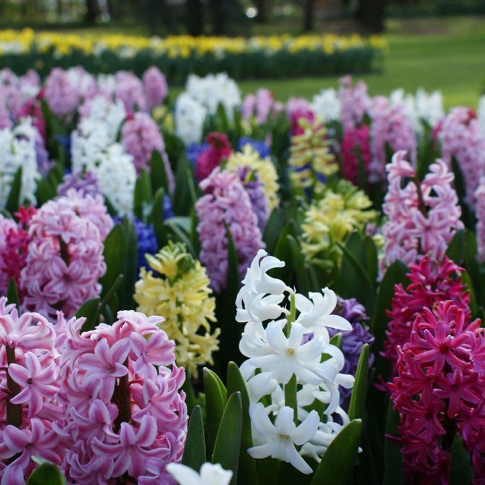 Hyacinth - MIXED VARIETIES