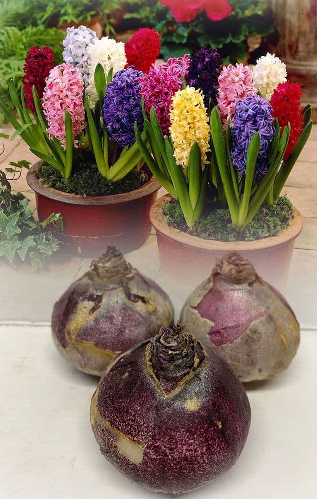 Hyacinth - MIXED VARIETIES CHRISTMAS FLOWERING