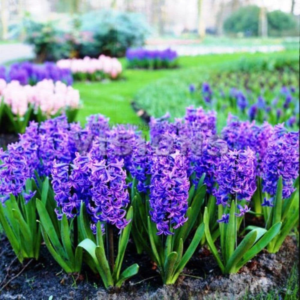 Hyacinth - OSTARA