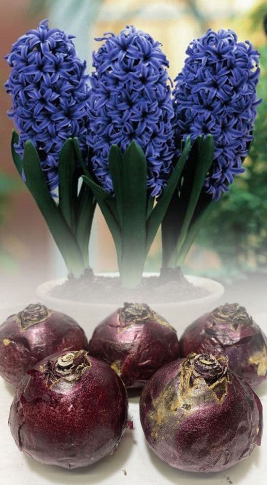 Hyacinth - OSTARA CHRISTMAS FLOWERING