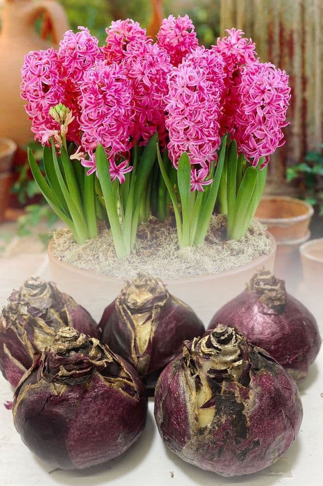 Hyacinth - PINK PEARL CHRISTMAS FLOWERING