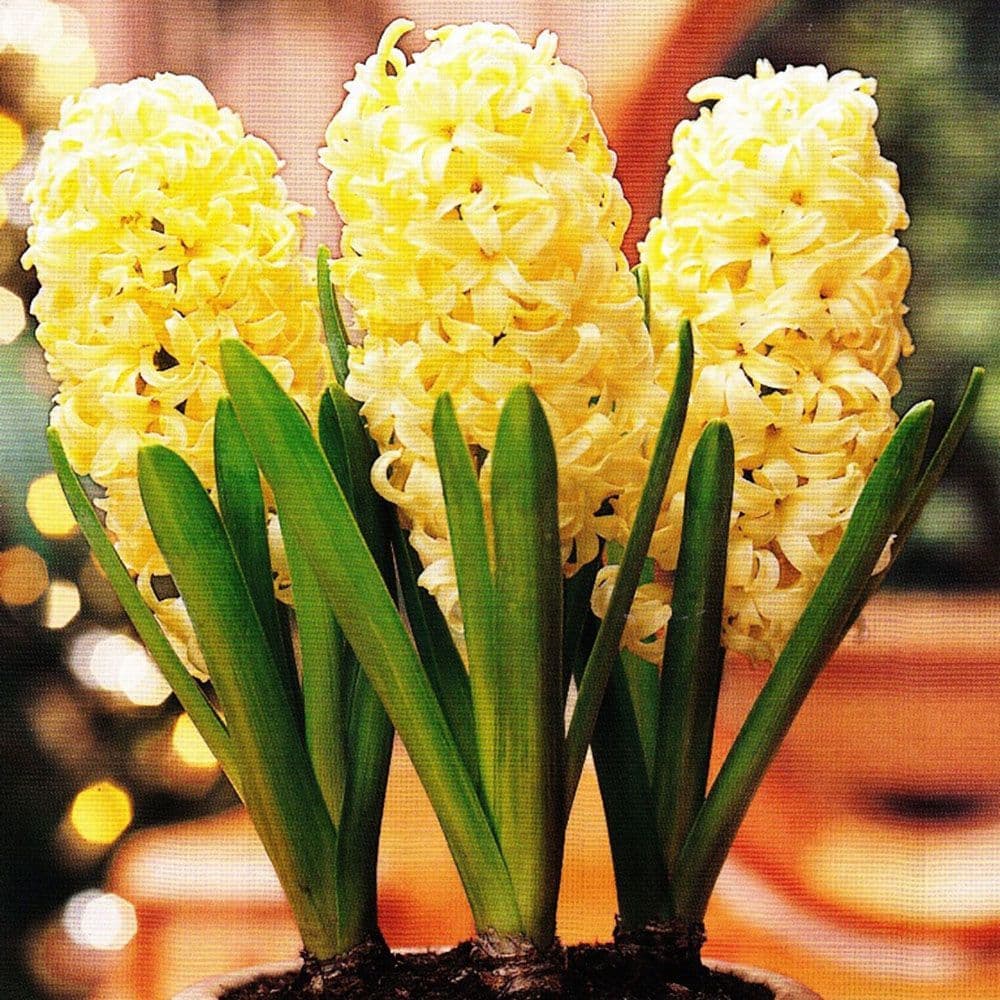 Hyacinth -POTTED CITY OF HAARLEM CHRISTMAS FLOWERING