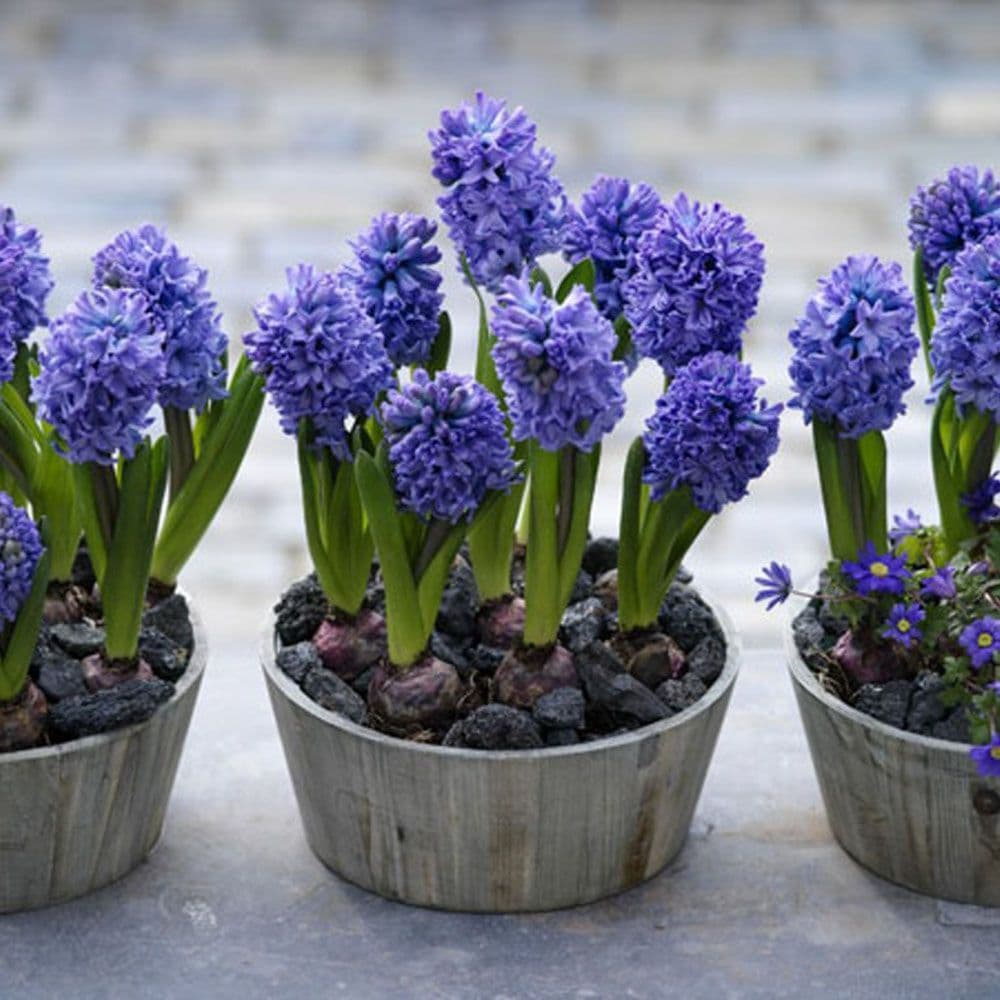 Hyacinth -POTTED Delft Blue CHRISTMAS FLOWERING