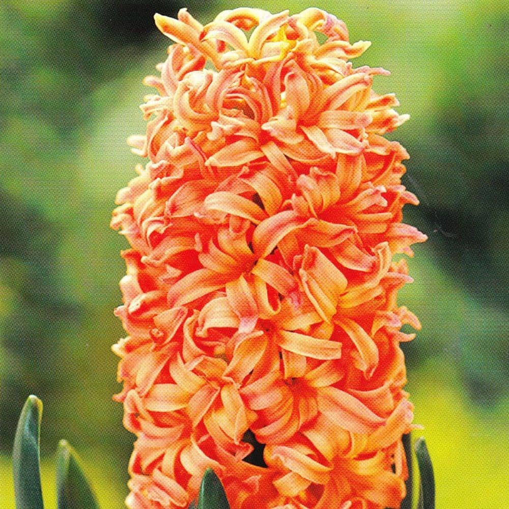 Hyacinth - POTTED GYPSY QUEEN CHRISTMAS FLOWERING