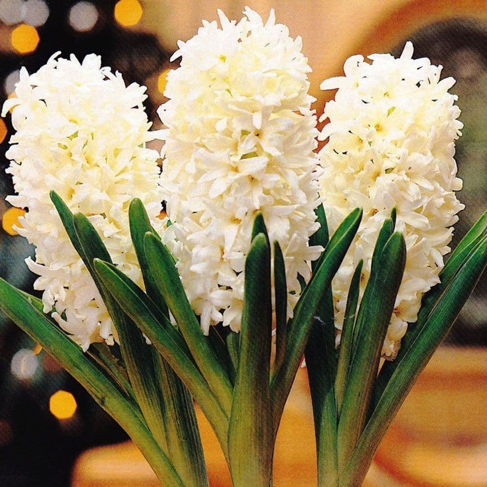 Hyacinth -POTTED L’INNOCENCE CHRISTMAS FLOWERING