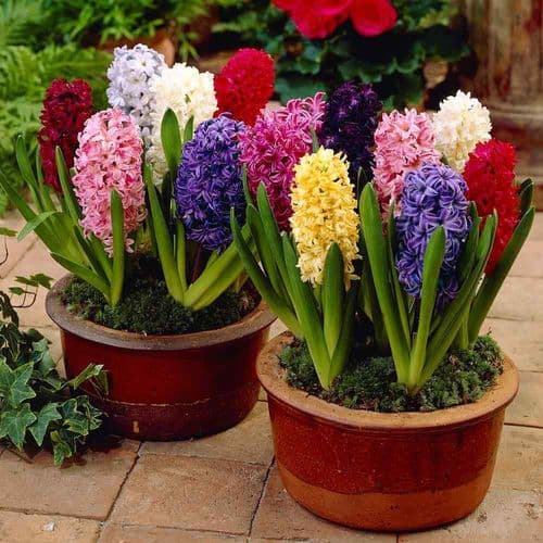 Hyacinth - POTTED MIXED VARIETIES CHRISTMAS FLOWERING