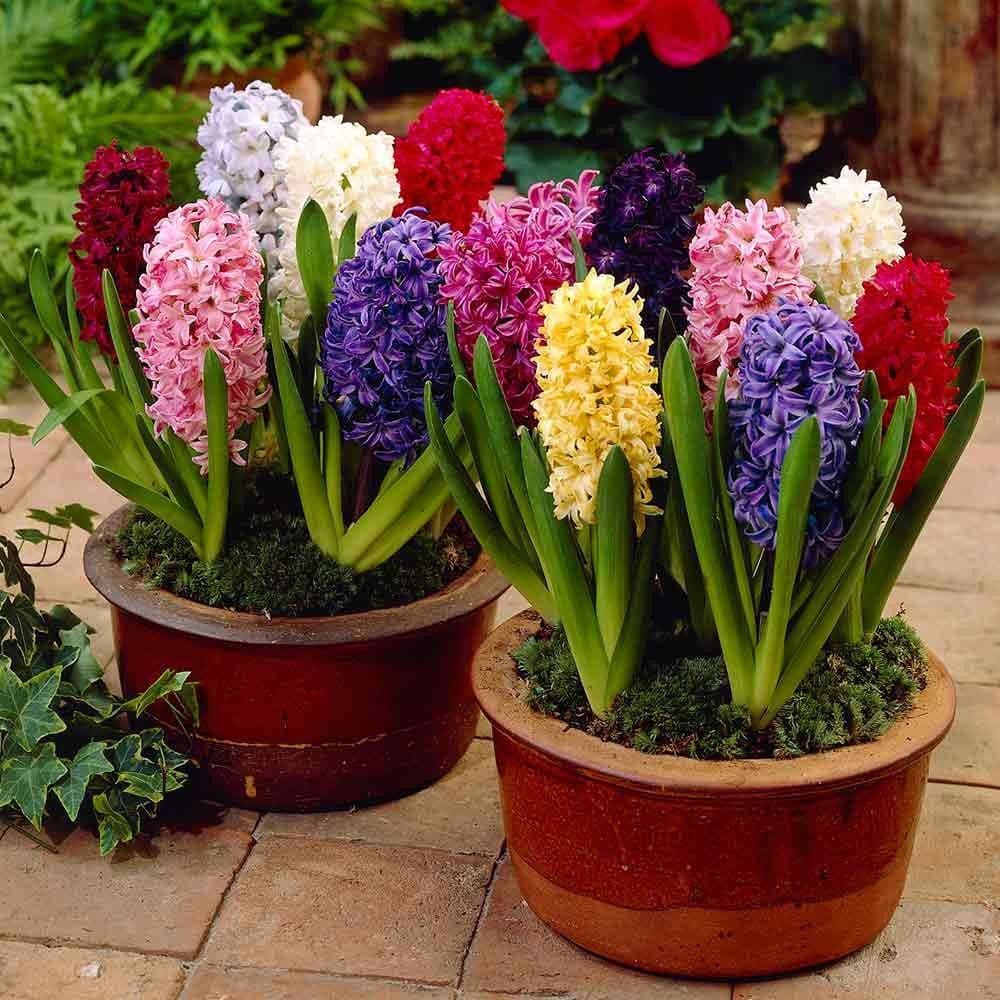 Hyacinth - POTTED MIXED VARIETIES CHRISTMAS FLOWERING
