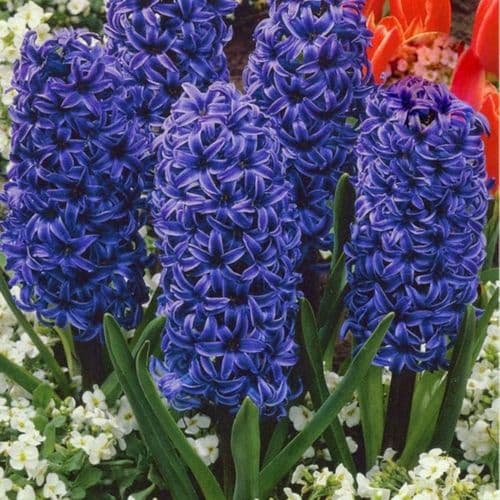 Hyacinth - POTTED OSTARA CHRISTMAS FLOWERING
