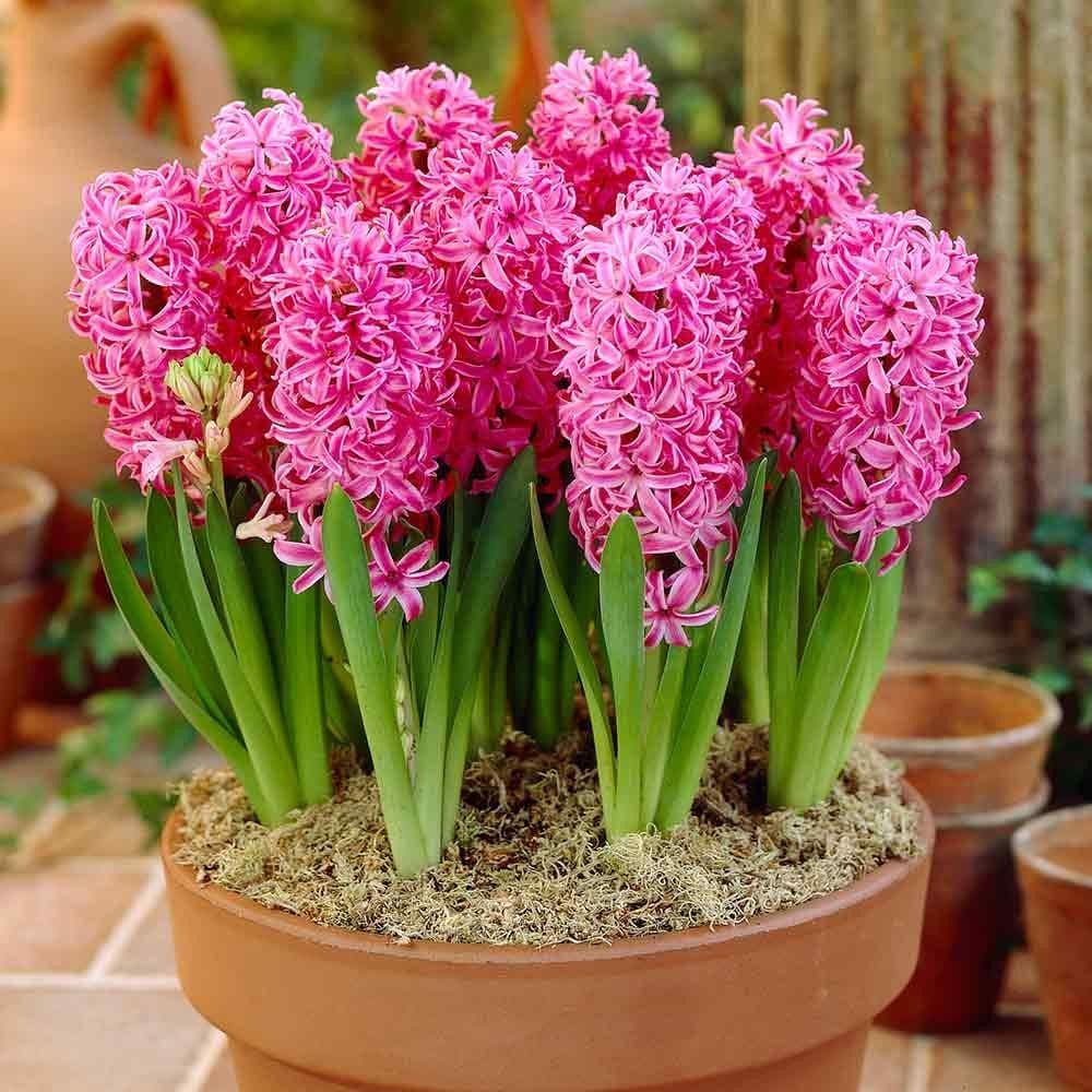 Hyacinth - POTTED PINK PEARL CHRISTMAS FLOWERING