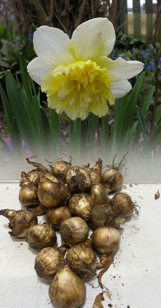 ICE KING DOUBLE DAFFODIL