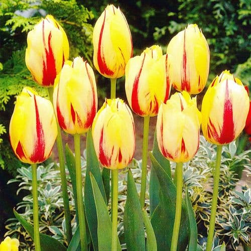 Ida Triumph Tulips
