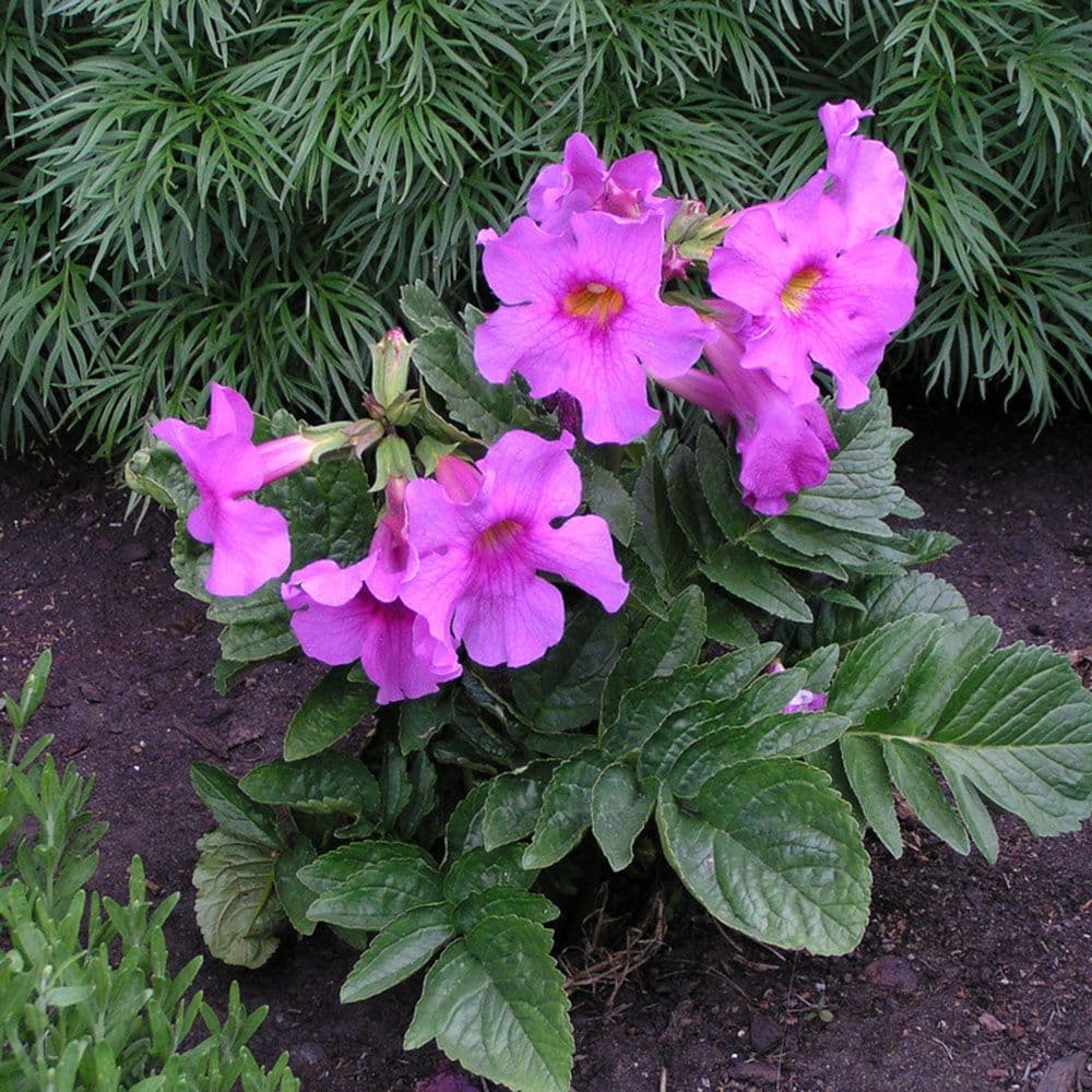 INCARVILLEA DELAVAYI