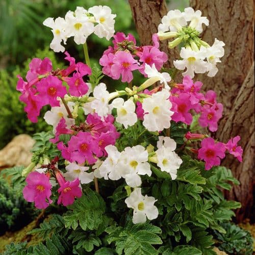 INCARVILLEA DELAVAYI MIXED
