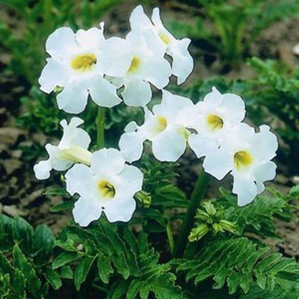 INCARVILLEA DELAVAYI SNOWTOP