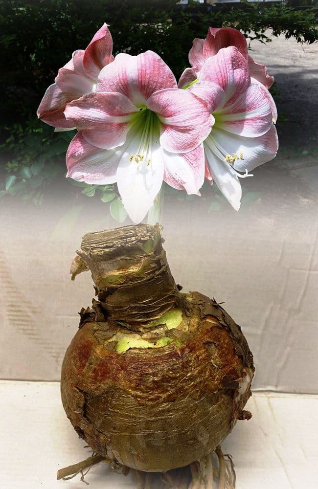 Indoor Amaryllis Hippeastrum - Apple Blossom