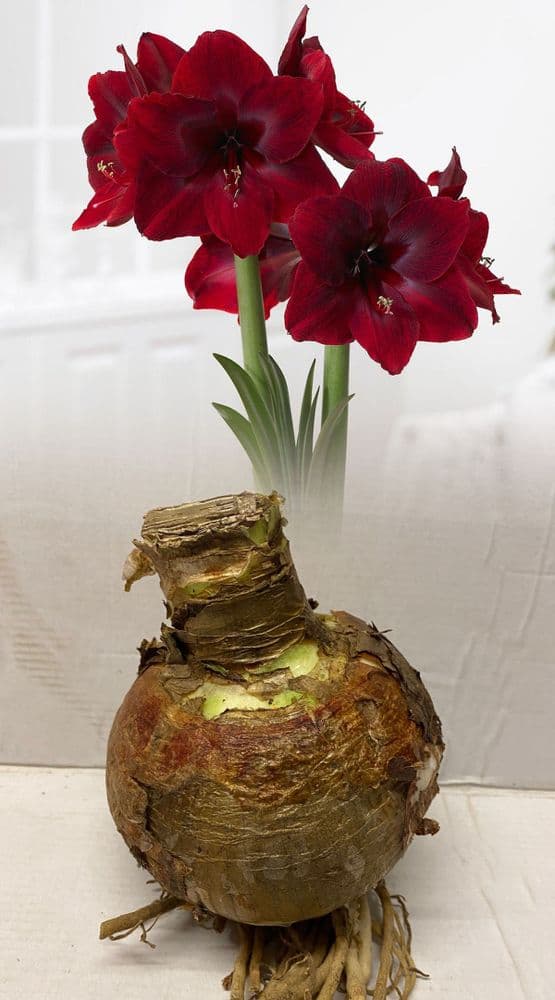 Indoor Amaryllis Hippeastrum - BENFICA