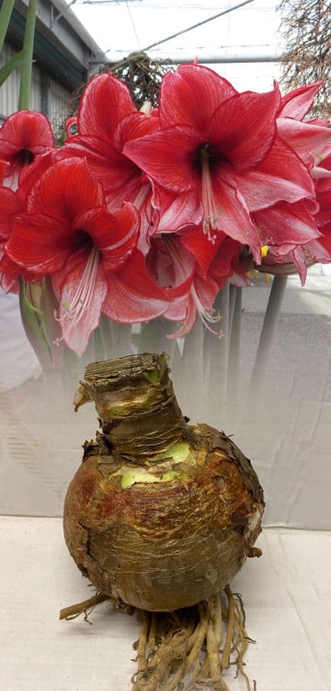 Indoor Amaryllis Hippeastrum - Charisma