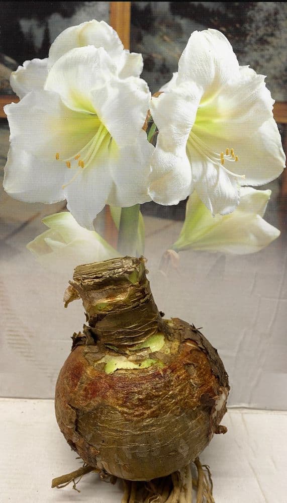 Indoor Amaryllis Hippeastrum - Christmas Gift (White)