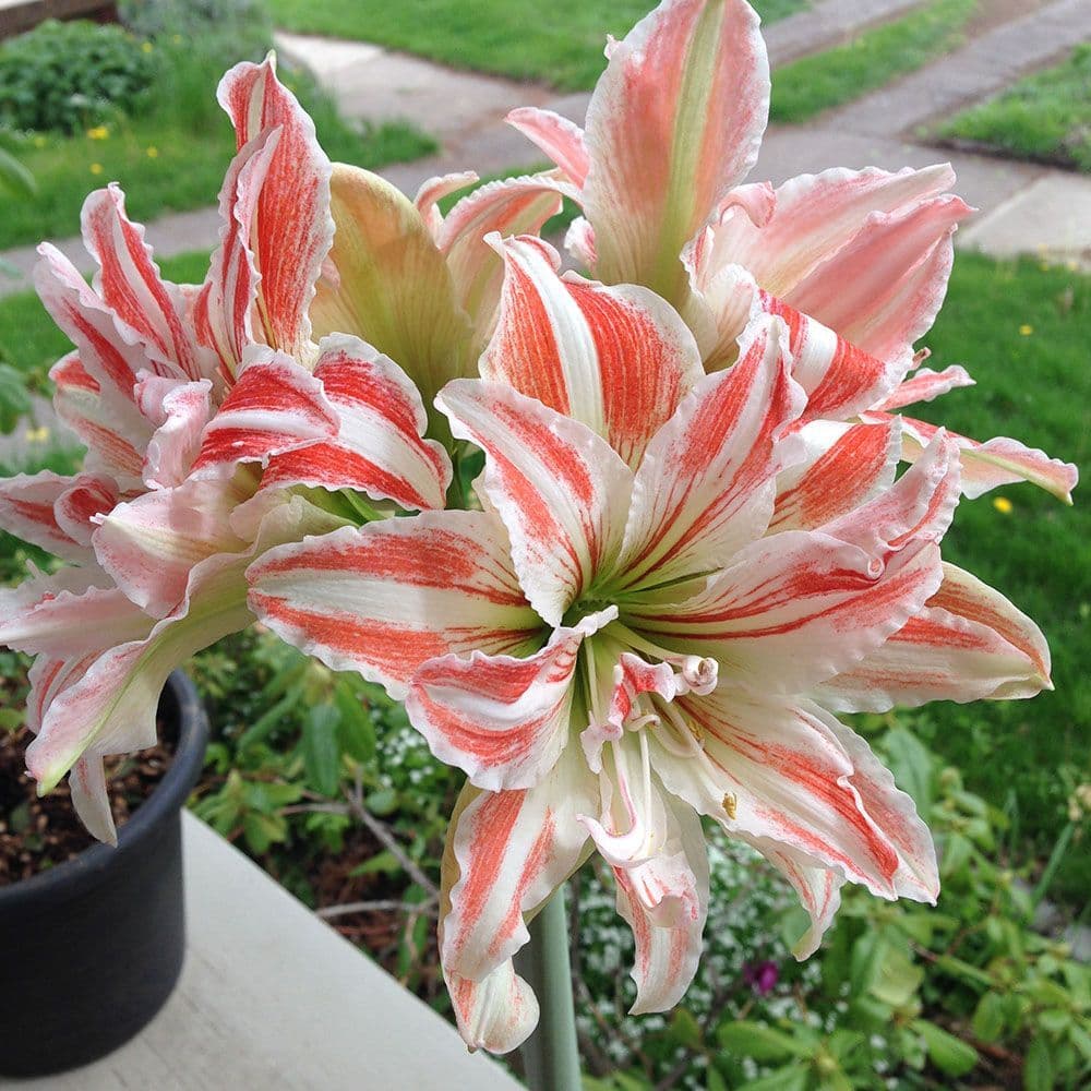 Indoor Amaryllis Hippeastrum - Dancing Queen