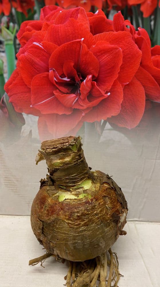 Indoor Amaryllis Hippeastrum - Double Cherry Nymph