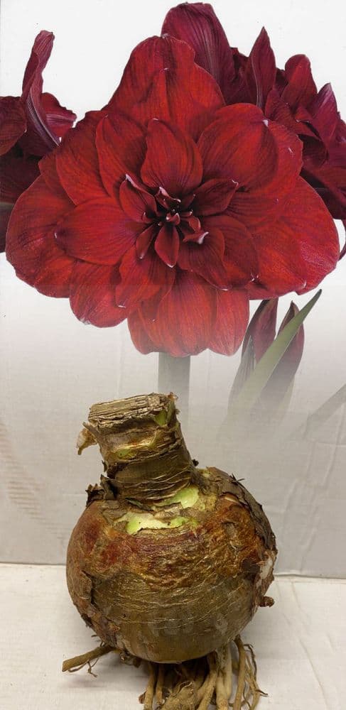 Indoor Amaryllis Hippeastrum - Double Dragon