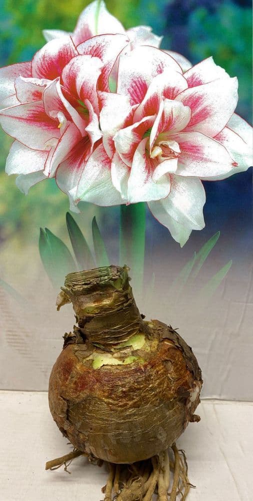 Indoor Amaryllis Hippeastrum - Elvas