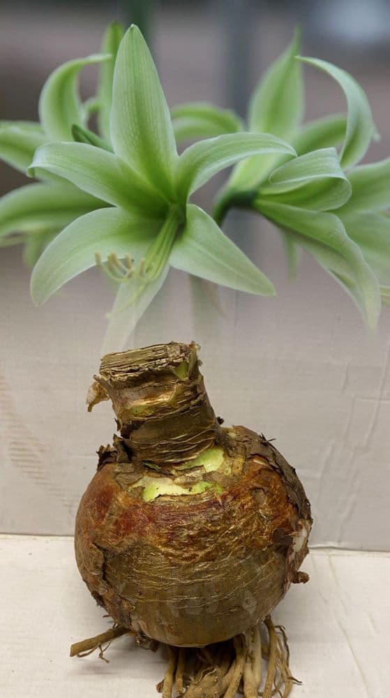 Indoor Amaryllis Hippeastrum - Evergreen