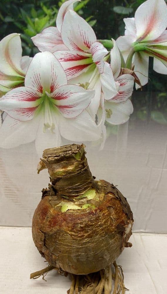 Indoor Amaryllis Hippeastrum - Lipstick