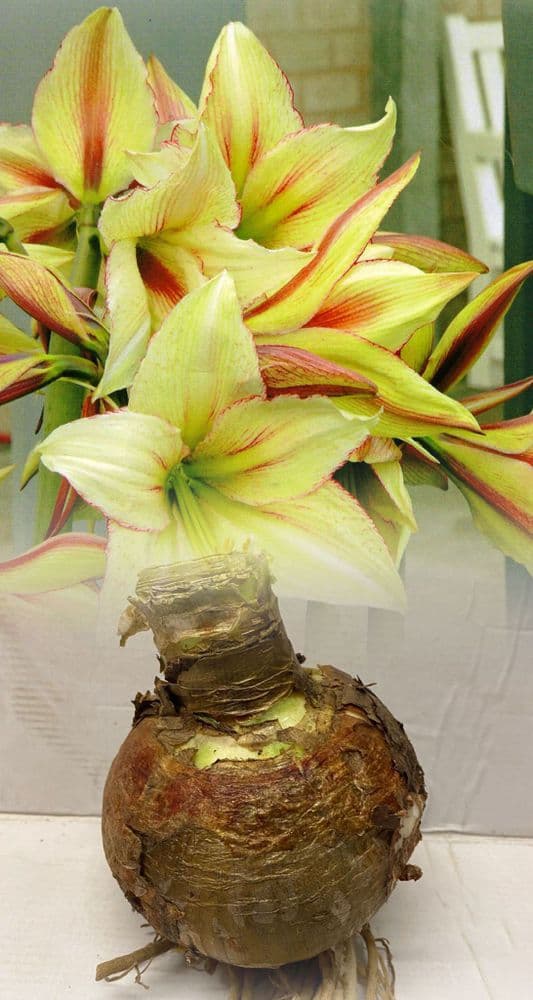 Indoor Amaryllis Hippeastrum Magic Green