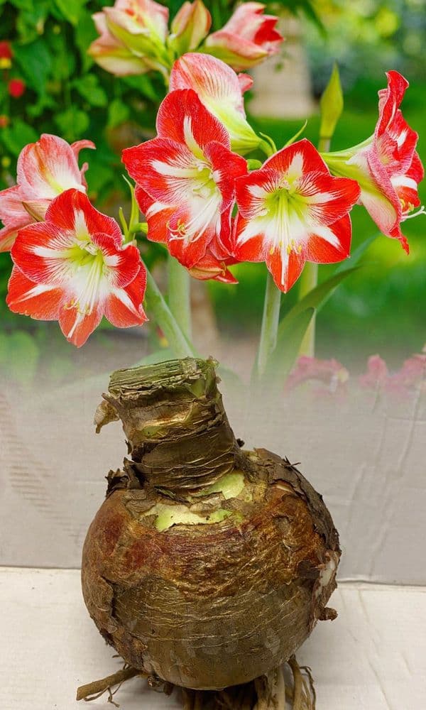 Indoor Amaryllis Hippeastrum - Minerva