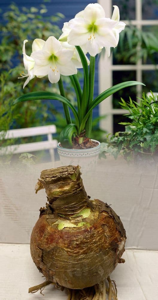 Indoor Amaryllis Hippeastrum Mont Blanc (White)