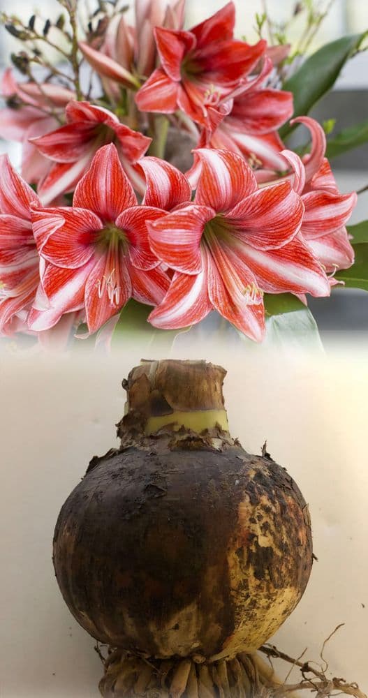 Indoor Amaryllis Hippeastrum - Pyjama Party