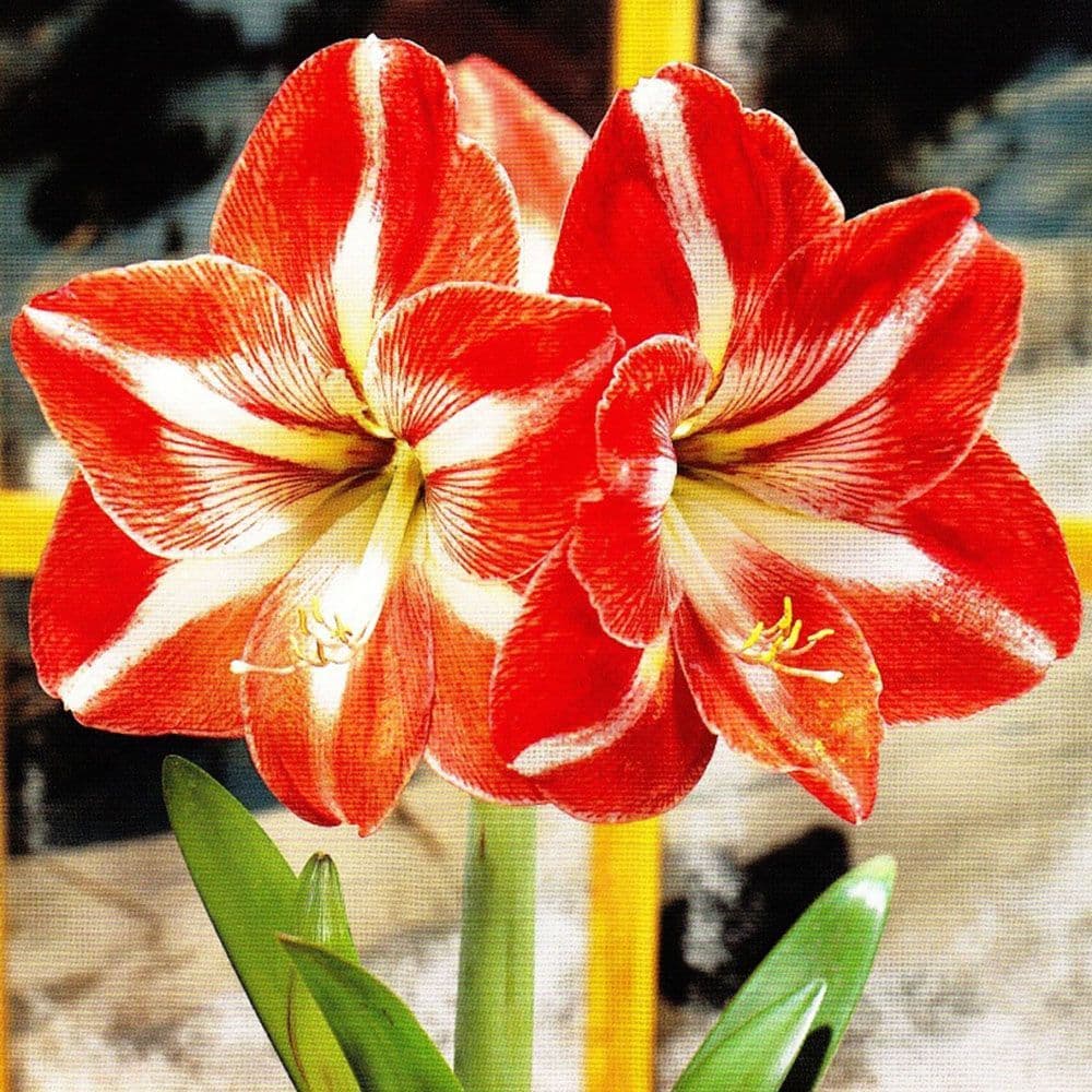 Indoor Amaryllis Hippeastrum Star of Holland