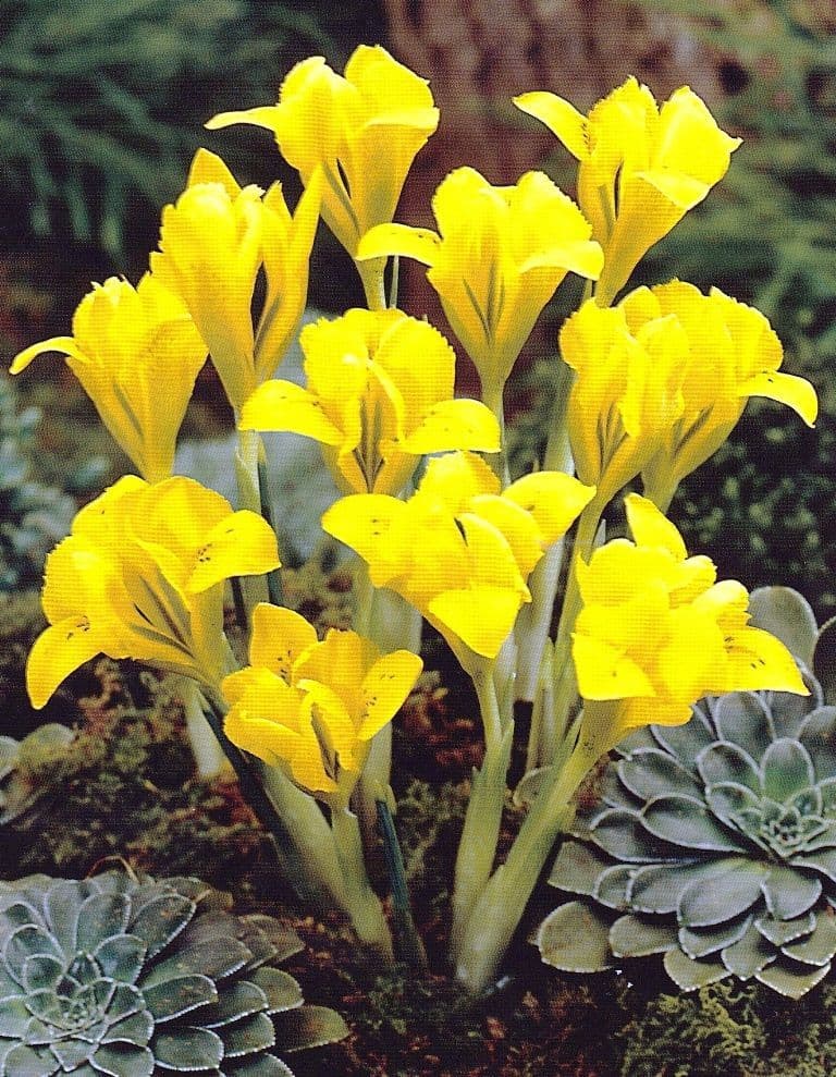 IRIS DANFORDIAE DWARF IRIS