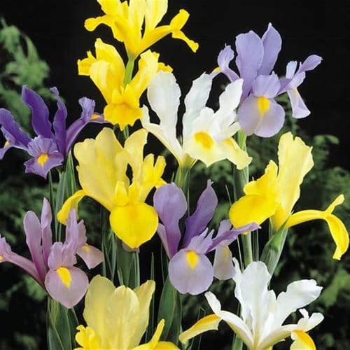 IRIS HOLLANDICA SUPERFINE MIXTURE