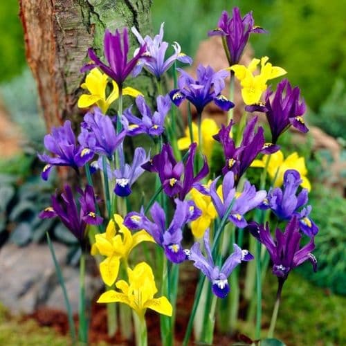 IRIS RETICULATA & DANFORDIAE MIXED
