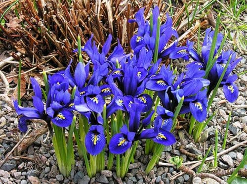 IRIS RETICULATA DWARF IRIS